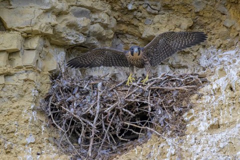 Peregrine falcon (Falco peregrinus), Peregrine falcon, young bird with open wings, biosphere area,