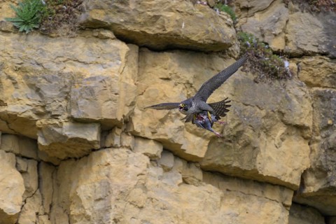 Peregrine falcon (Falco peregrinus), Peregrine falcon, flying with prey on a rock wall, biosphere