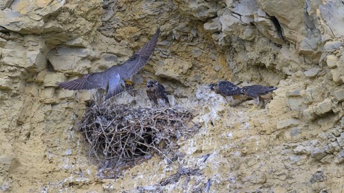 Peregrine falcon (Falco peregrinus), Peregrine falcon, adult bird brings food for its young in a
