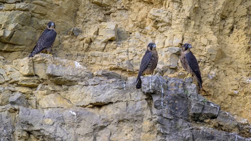 Peregrine falcon (Falco peregrinus), Peregrine falcon, young birds resting in a rock face,