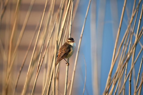 Reed warbler, (Acrocephalus schoenobaenus) singing in reeds, Schleswig-Holstein, Germany
