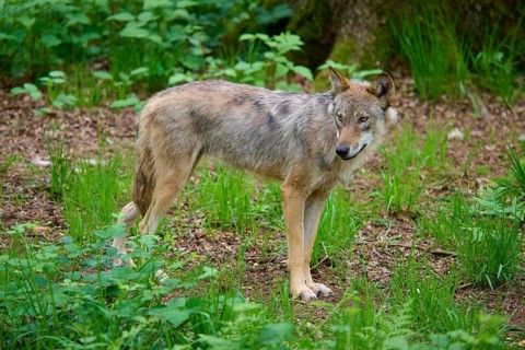A wolf looks backwards in the green forest, the animal appears alert, wolf (Canis lupus), summer,