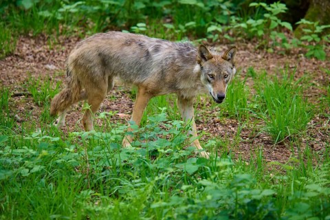 A watchful wolf walks carefully through the green undergrowth in the forest, surrounded by leaves,