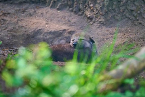 Wolf puppy sleeping in a hiding place in the forest, wolf (Canis lupus), summer, Germany