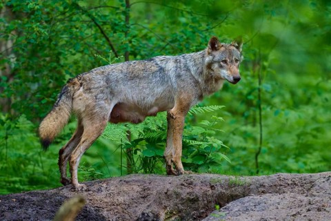 A female wolf with mammals stands quietly on a forest floor, surrounded by lush, green vegetation,