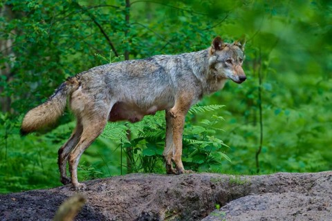 An observant female wolf with mammals observes her surroundings in the dense forest, flanked by