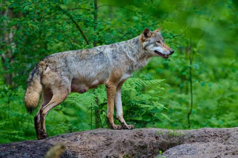 A female wolf with mammals stands on a hill and looks into the distance, surrounded by bright green