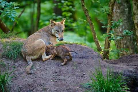 A wolf lying in the forest with a sucking puppy, wolf (Canis lupus), summer, Germany