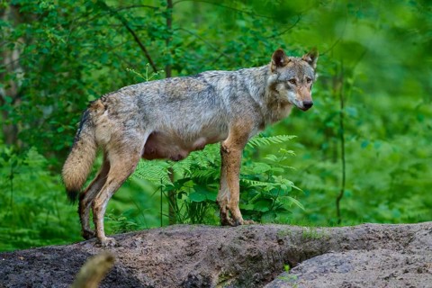A female wolf with mammals in a thick forest, surrounded by green vegetation, gives a feeling of