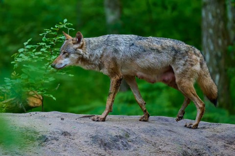 A female wolf with mammals moves carefully through the dense, green forest, wolf (Canis lupus),