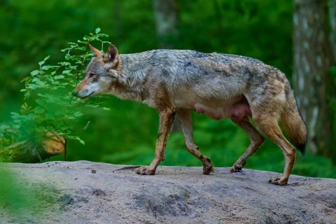 A female wolf with mammals on a rock in a thick forest, surrounded by green vegetation and leaves,