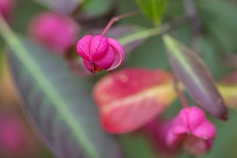 Common spindle bush (Euonymus europaeus), fruits, Emsland, Lower Saxony, Germany