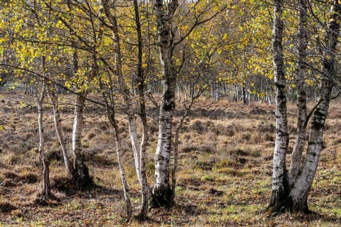 Birches (Betula pendula) in the moor, Emsland, Lower Saxony, Germany