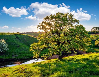 A serene landscape featuring a large tree by a stream at sunset with vibrant green grass and