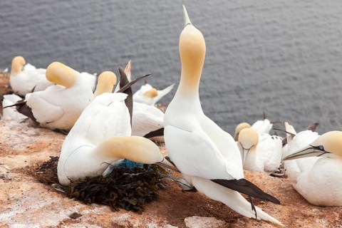 Bastan elp with fishing net entangled around the neck, Heligoland, Schleswig-Holstein, Germany
