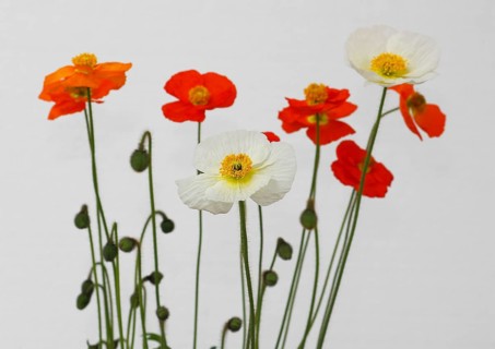 Icelandic poppy (Papaver nudicaule), flowers in the studio, white background, North