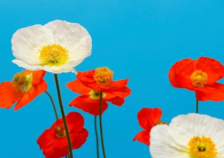 Icelandic poppy (Papaver nudicaule), flowers in the studio, blue background, North