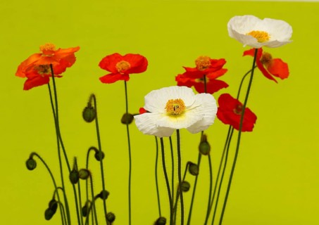Icelandic poppy (Papaver nudicaule), flowers in the studio, light green background, North