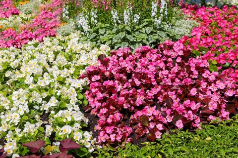 Ice begonia (Begonia semperflorens), flower bed begonia, God's eye, white and pink flowers,