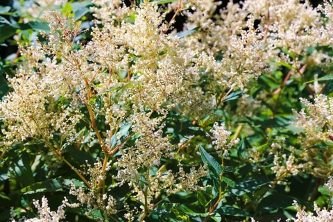 Magnificent spiers (astilbe), white blossoms, flowers, plants, shrubs, gardens, Baden-Württemberg,