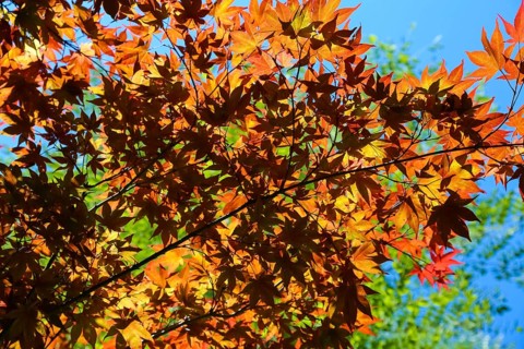 Maple (Acer), tree, orange, red leaves, leaves in autumn colors, plants, gardens,