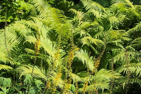 Rib fern (Struthiopteris spicant, syn.: Blechnum spicant), plants, gardens, Baden-Württemberg,