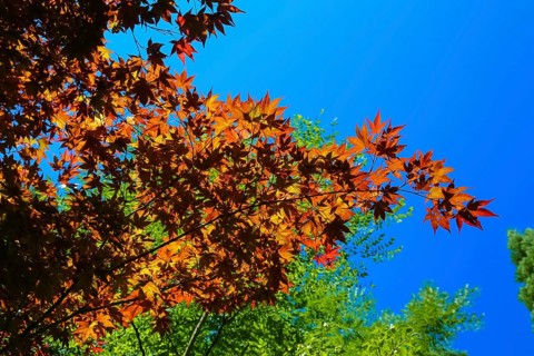 Maple (Acer), tree, orange, red leaves, leaves in autumn colors, plants, gardens, blue sky,