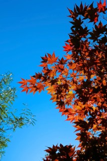 Maple (Acer), tree, orange, red leaves, leaves in autumn colors, plants, gardens, blue sky,