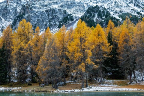 Lake Palpougna, mountain lake, mixed forest with larch (Larix) in autumn colors, snow, autumn,