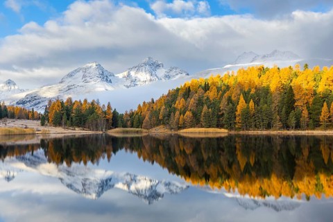 Lake Stazer in front of mountain peaks with snow, mixed forest with larch (Larix) in autumn color,