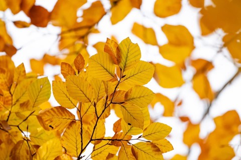 Yellow-colored beech leaves, autumn, Stuttgart, Germany