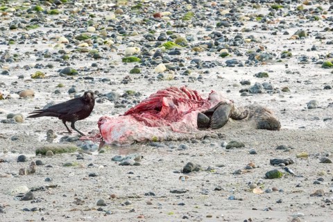 A crow (Corvus corone), carrion crow, crow stands on a quiet, rocky sandy beach with green algae