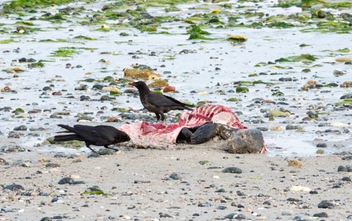 Two crows (Corvus corone), carrion crows, crows stand on a quiet, rocky sandy beach with green