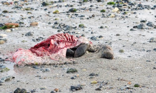 A dead grey seal (Halichoerus grypus) with broken body and visible red flesh and rib bones lies on