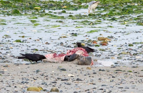 Two crows (Corvus corone), carrion crows, crows stand on a quiet, rocky sandy beach with green