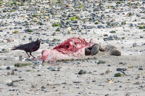 A crow (Corvus corone), carrion crow, crow stands on a quiet, stony sandy beach with green algae
