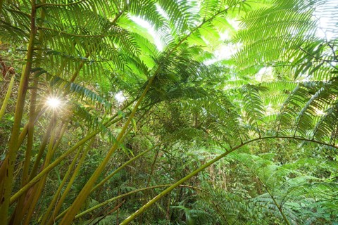 The impressive royal fern Angiopteris evecta in the tropical rainforest illuminated by the sun,