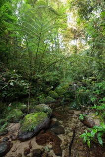 The impressive royal fern Angiopteris evecta in the tropical rainforest of Queensland on the