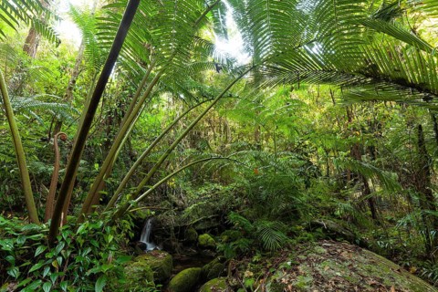 The impressive royal fern Angiopteris evecta in the tropical rainforest of Queensland on the