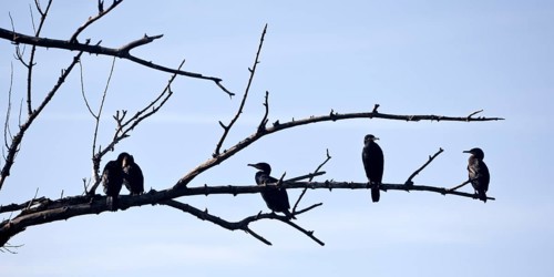 Cormorants (Phalacrocoracidae) sit on the branches of a dead tree, Drake, Lower Middle Rhine