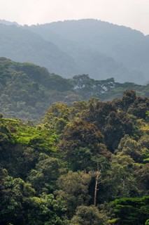 Landscape with tropical mountain rain forest, hills and treetops, Bwindi Impenetrable Forest,