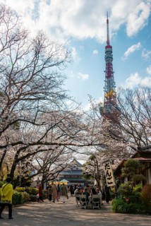Buddhist temple complex Zojo-ji Temple and Tokyo Tower, cherry blossom in spring, Tokyo, Japan