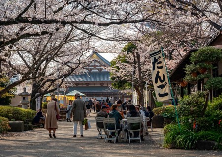Buddhist temple complex Zojo-ji temple, cherry blossom in spring, Tokyo, Japan