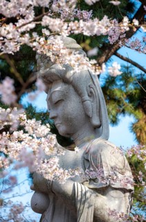 Cherry blossoms and Buddha figure, Tokyo, Japan