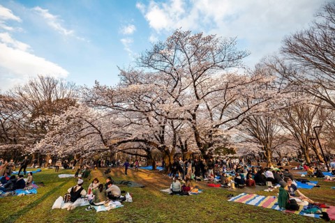Japanese people picnicking under cherry blossoms in Yoyogi Park at Hanami Festival, Shibuya
