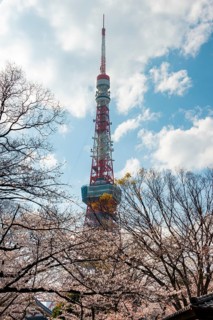 Blooming cherry trees in front of Tokyo Tower, Tokyo, Japan