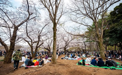 Japanese people picnicking under cherry blossoms in Yoyogi Park, Hanami Festival, Shibuya District,