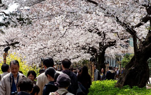 People walking under blooming cherry trees, Japanese cherry blossoms in spring, Hanami Festival,