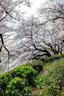 Blooming cherry trees on the shore, Japanese cherry blossoms in spring, Hanami Festival,