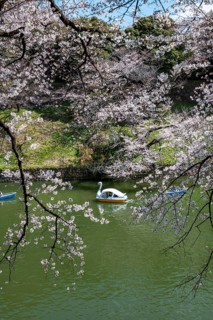 Chidorigafuchi Canal with rowing boats, blooming cherry trees on the shore, castle moat, Japanese